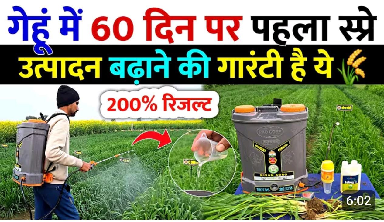 गेहूं मे 60 दिन पर